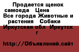 Продается щенок самоеда › Цена ­ 15 000 - Все города Животные и растения » Собаки   . Иркутская обл.,Иркутск г.